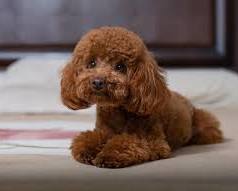 Image of Poodle dog