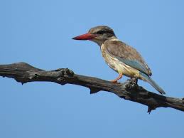 Image result for brown hooded kingfisher