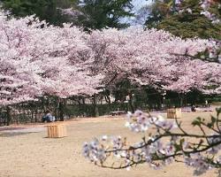 栗林公園櫻花的圖片