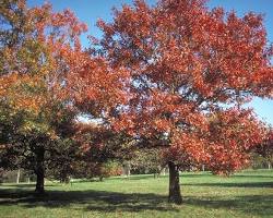 Image of Texas Red Oak (Quercus texana) tree