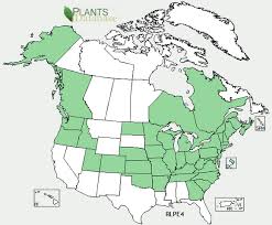 Image result for garlic mustard