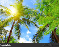 Image of palm trees and sunshine