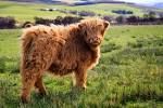 Animals With Majestic Hair Bored Panda