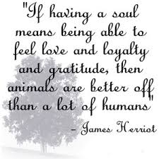 James Herriot&#39;s quotes, famous and not much - QuotationOf . COM via Relatably.com