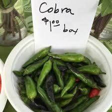 Image result for black cobra with sweet girl