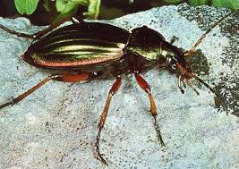 Résultat de recherche d'images pour "carabe des jardins"