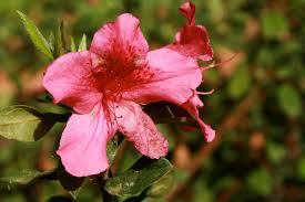 Image result for Azalea azaleas