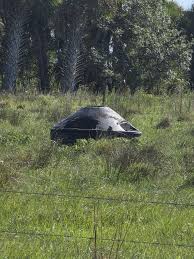 What are these in a cow pasture? : r/whatisit