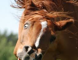 Image result for HORSE