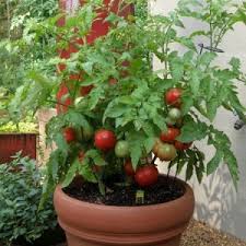 Image result for tanam sayur di halaman rumah