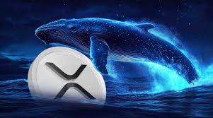 سقوط ۲۰ درصدی ریپل با فروش میلیاردی نهنگ‌ها؛ آینده قیمت XRP چه خواهد شد؟