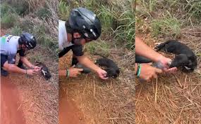 Cyclist carries abandoned dog 5 km to safety in Goiás
