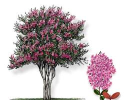 Image of Crape Myrtle Tree in Texas