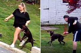 Shocking moment petsitters kick, punch & drag three dogs ...
