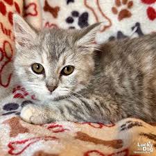 97472835.jpg?width=500