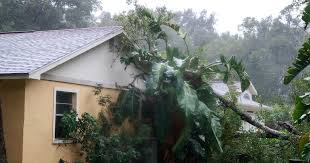 Image result for hurricane matthew tree damage gif
