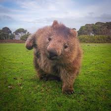 Image result for wombat