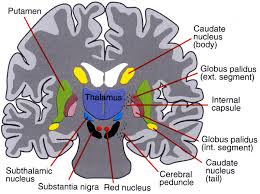 Image result for ventral striatum