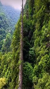 Xiaozhai Tiankeng, en Chongqing, China, es el sumidero m��s ...