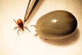 Five things you don't know about Lyme disease