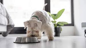 UNAM warns dirty pet bowls can grow microbes that cause infections