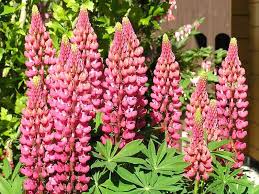 Image result for lupine