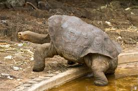 Image result for galapagos islands tortoises