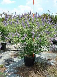 Tetradium daniellii var. hupehensis에 대한 이미지 검색결과