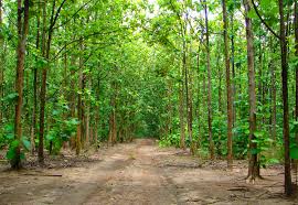 Image result for sagwan image green tree image