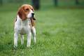 Beagle adulte taille? - Beagle m