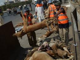 Image result for bakra eid 2015 pakistan