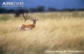 Résultat de recherche d'images pour "dama gazelles"