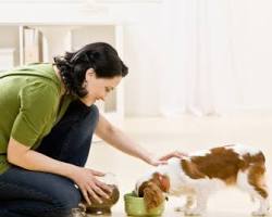 Image de Someone Pet Sitting a Dog