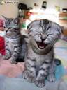 Images de chats rigolos!. flv -