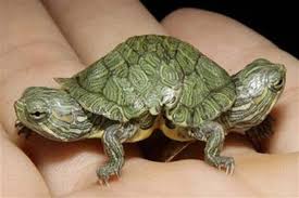 Image result for tortoise'head cut