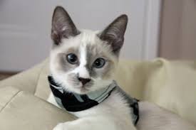 Résultat de recherche d'images pour "snowshoe cat"