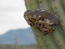 Image result for saguaro cactus