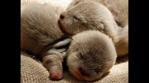 R&eacute;sultat de recherche d'images pour 