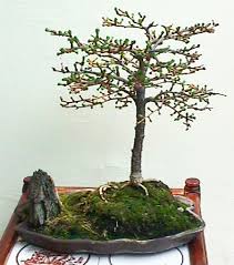 30 Jahre alte Bonsai-Lärche von Knuth Groschupf