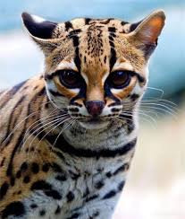 Image result for cat tiger breed