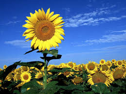 Resultado de imagen de la flor del tornasol
