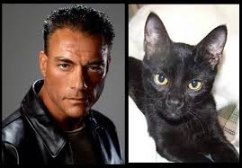 This is our cat Gamble. Do not deny the resemblance to International Superstar JCVD. Ask your viewers if it is not true. They are TWINS.&quot; - 6a00d8341c681b53ef01156fa8bb92970c-pi