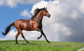 Image result for IRAN HORSES