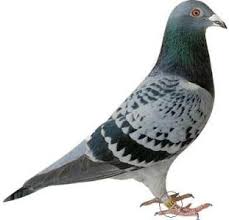 Image result for pigeons