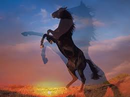 Résultat de recherche d'images pour "cheval"