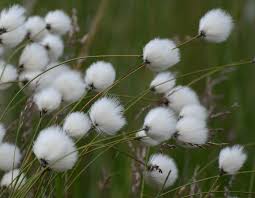 Image result for cotton