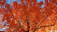 Ready, willing and maple? Kentucky economists say state’s syrup industry has rich potential