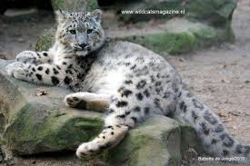 Résultat de recherche d'images pour "snow leopard biting tail"