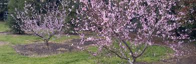 Updated "The Home Orchard" Guide Offers Expert Advice for Fruit and Nut Tree Growing