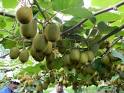 How to grow a kiwi plant from seed Growing Wild